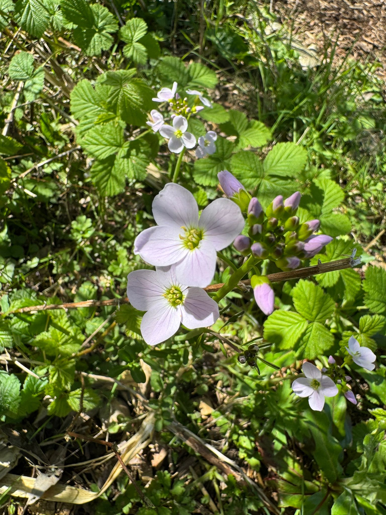 pitp_nature_cuckooflower_2026